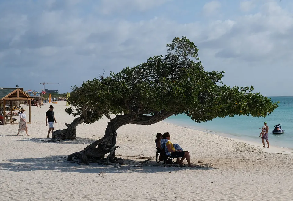 Árbol fofoti en Eagle Beach, Aruba